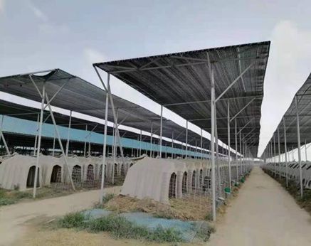 全国兽用抗菌药使用减量化行动【奶牛养殖场减抗典型案例】之河北乐源牧业(图4)