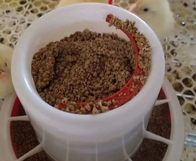 商品肉鸡生理特点解析(图2)