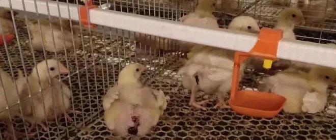 商品肉鸡生理特点解析(图3)